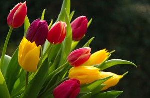 tulip